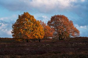 Groepje bomen zonsondergang Veluwe von Rick Kloekke