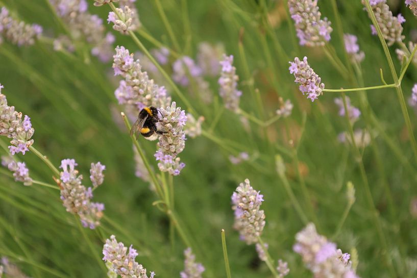 De zomer in volle bloei van NNatural