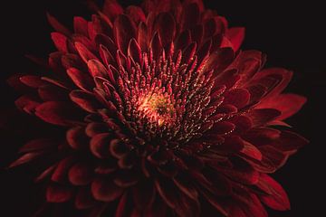 Red flower gold detail dark & moody van Sandra Hazes