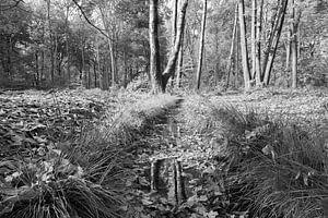 Beekje in het bos van Elroy Spelbos Fotografie