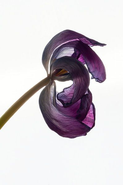 Getrocknete lila Tulpe von Hanny Andela - Andelafotografie