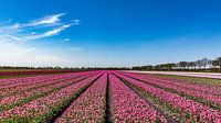 Tulipfield