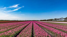 Tulipfield by Roelof Jonker