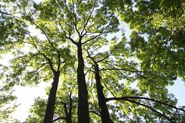 Blick in Richtung Baumwipfel im Sommer von Martin Flechsig