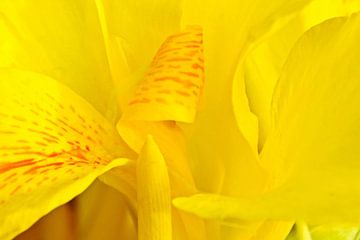 een gele canna-leliebloem in mijn tuin