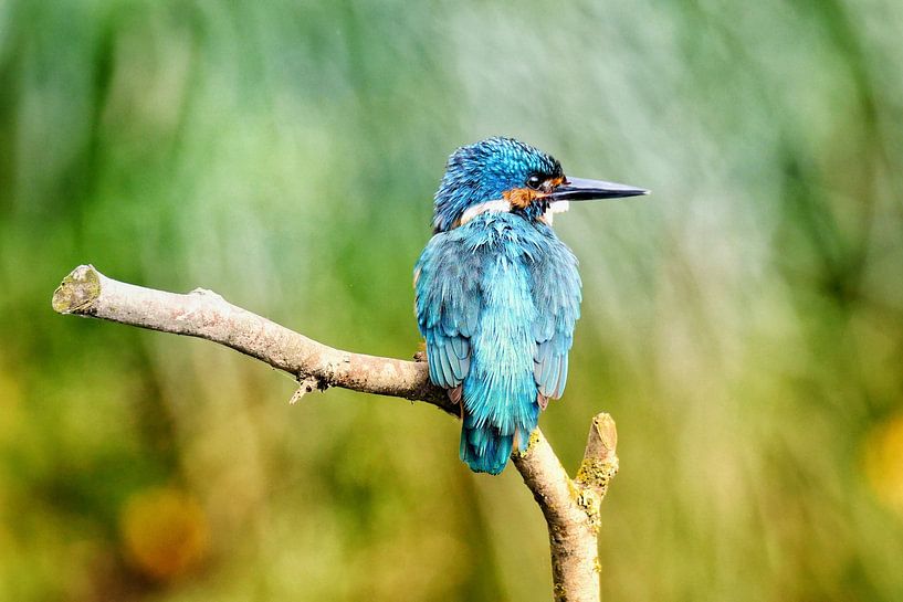 Eisvogel von Hielkje Koen