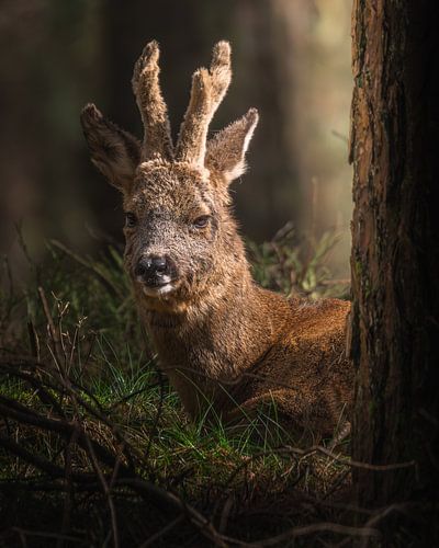 Een Ree Genietend van de Zon