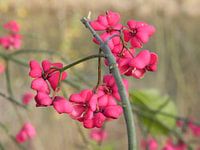 Euonymus