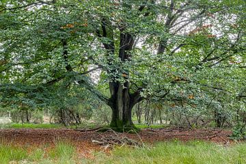 Vrijstaande beuk in de Lüneburger Heide van Jürgen Eggers