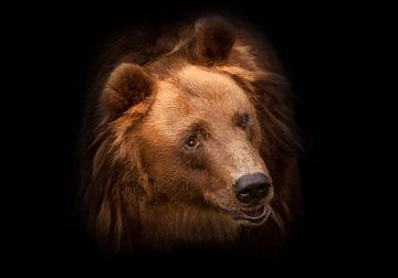 Huge red hairy bear face full face in full screen. but a sweet, kindly expression on the face. bear  by Michael Semenov