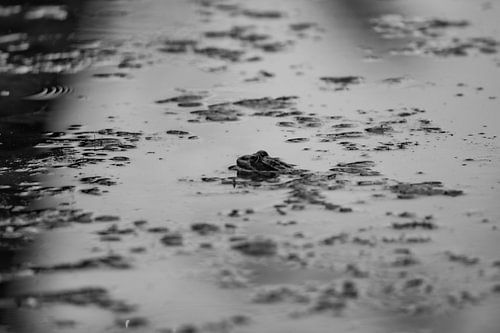 Kikker met zijn kop boven water