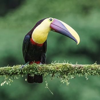 Chestnut-mandibled Toucan (CR)