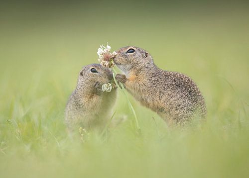 SQUIRREL LOVE