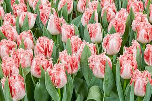 rosa Tulpen von eric van der eijk