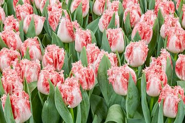 pink tulips sur eric van der eijk