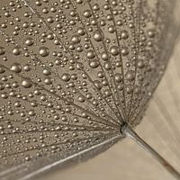 Un carré de gouttelettes sur un duvet d'étoile du matin (Tragopogon)