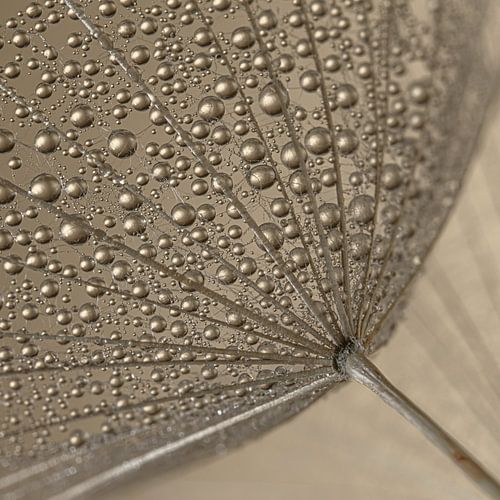 Un carré de gouttelettes sur un duvet d'étoile du matin (Tragopogon)