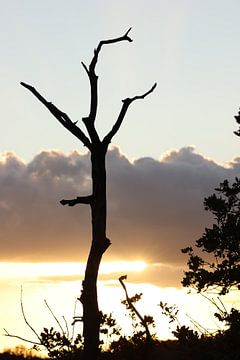Eenzaam silhouet in de ondergaande zon van Daniëlle Eibrink Jansen