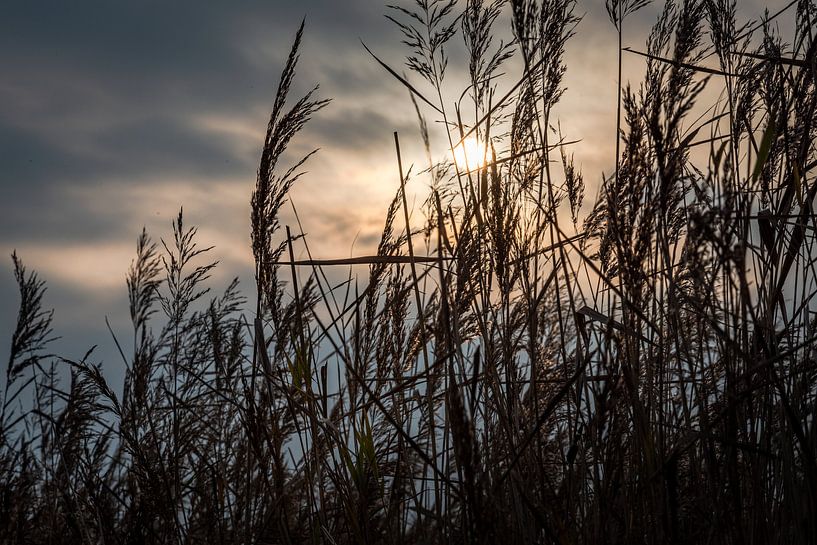 Riet 10 van Johan Vet