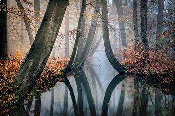 "Dancing trees in the autumn" van Chris Biesheuvel I  Dream Scapes