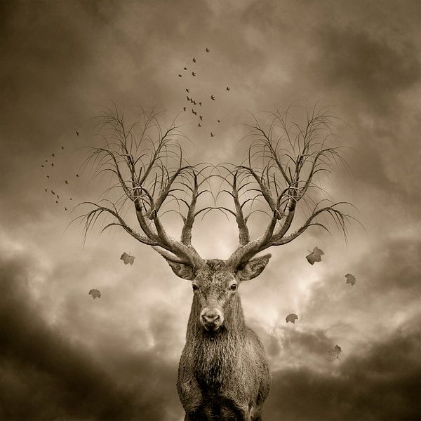 The red deer by Puravida - Photography and photo art