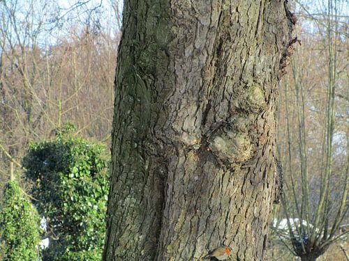 Verrassing: roodborstje op het randje