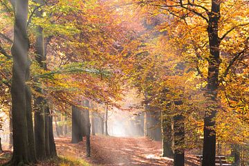 Rayons de soleil dans une forêt en automne sur iPics Photography