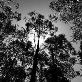Zwart-wit foto van een bos in Madeira, Portugal. van Sander Wesdijk