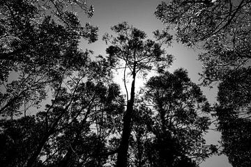 Zwart-wit foto van een bos in Madeira, Portugal. van Sander Wesdijk