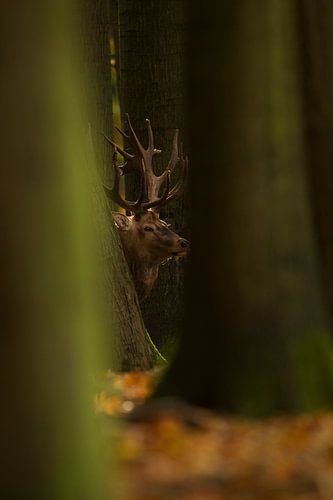 Bronstig Edelhert in boslandschap kijkt tussen de bomen door