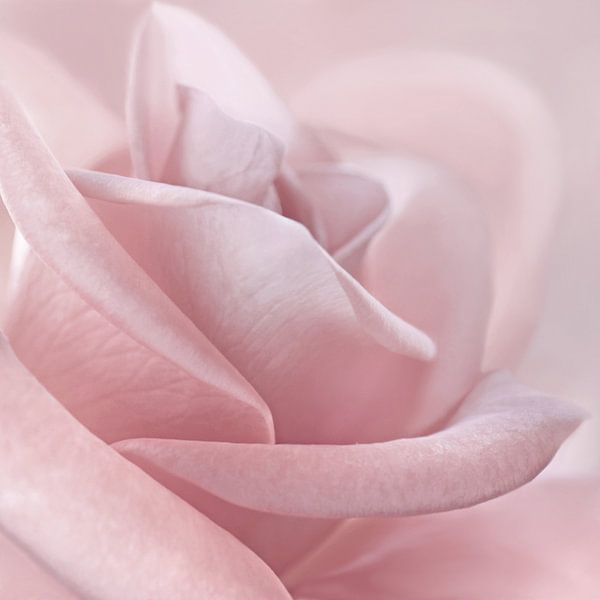 rosier par Violetta Honkisz