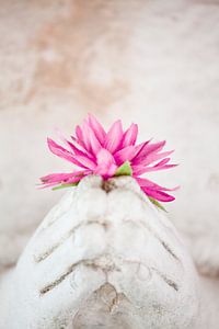 Good For All 3 - Pink Buddha Flower van Tessa Jol Photography