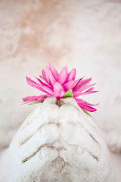 Good For All 3 - Rosa Buddha-Blume von Tessa Jol Photography