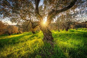 Olivenbaum in der Maremma, Toskana