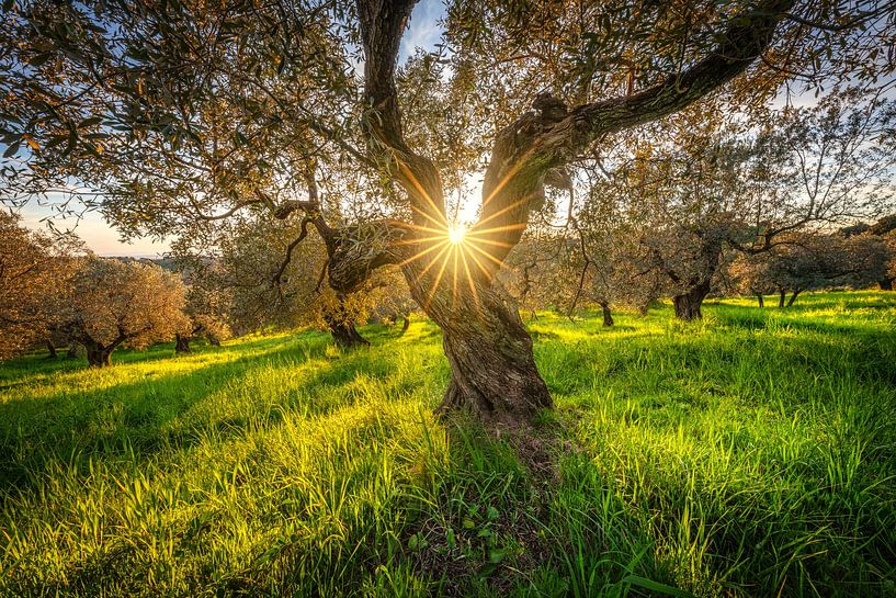 Olive tree in Maremma, Tuscany by Stefano Orazzini