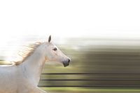 Running Horse