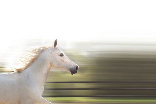 Cheval de course sur RuxiQue