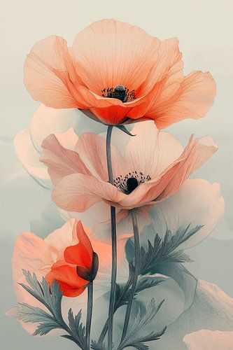 Delicate Poppies