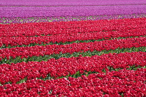 ein rotes Tulpenfeld mit violetten Tulpen im Hintergrund