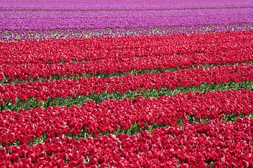 een rood tulpenveld met op de achtergrond paarse tulpen van W J Kok