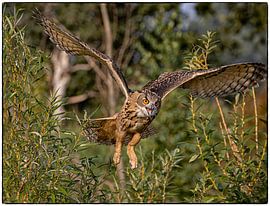 Owl 3 by Gijs te Pas