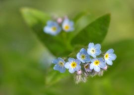 Forget-me-not by Caroline Lichthart