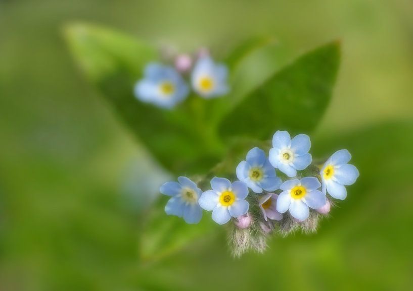 Myosotis par Caroline Lichthart