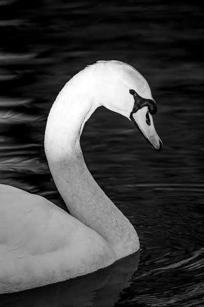 Elégance en noir et blanc Cygne dans un portrait serein par Femke Ketelaar