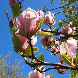 Magnolia Spring by Anne Eijsten