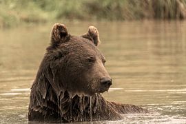 Bear in the water