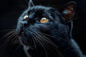schwarze Katze