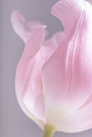Die zartrosa Tulpe