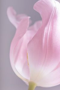 Die zartrosa Tulpe von Marjolijn van den Berg