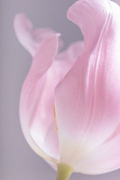 De zacht roze tulp van Marjolijn van den Berg